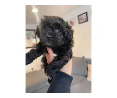 3 cute Maltipoo puppies for sale - 5