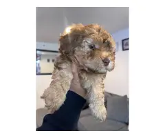 3 cute Maltipoo puppies for sale - 6