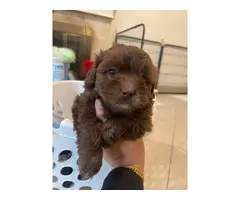 3 cute Maltipoo puppies for sale - 10