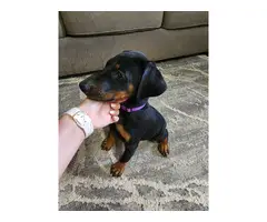 Purebred doberman puppy for sale - 3