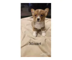 7 weeks old Corgi puppies for sale - 3