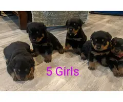 5 Female 3 Male AKC Rottweiler puppies for sale - 2