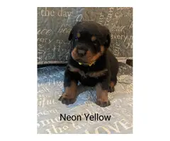 5 Female 3 Male AKC Rottweiler puppies for sale - 3