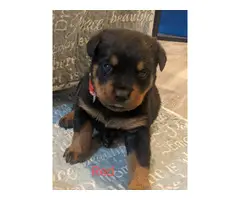 5 Female 3 Male AKC Rottweiler puppies for sale - 4