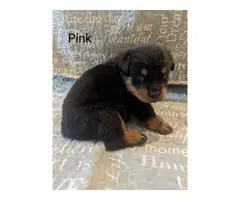 5 Female 3 Male AKC Rottweiler puppies for sale - 5