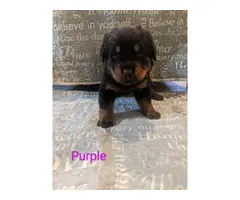 5 Female 3 Male AKC Rottweiler puppies for sale - 6