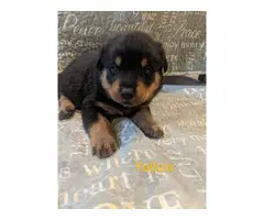 5 Female 3 Male AKC Rottweiler puppies for sale - 7