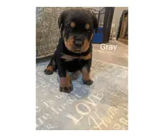 5 Female 3 Male AKC Rottweiler puppies for sale - 8