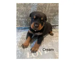 5 Female 3 Male AKC Rottweiler puppies for sale - 9