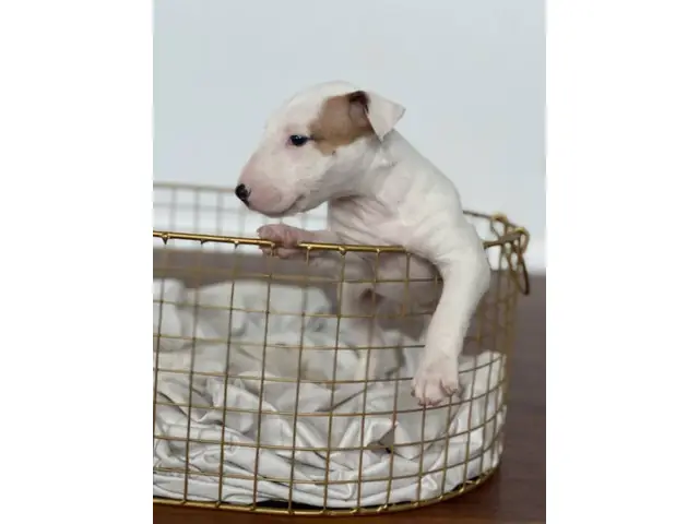 4 Bull Terrier puppies with AKC papers for sale - 1/13