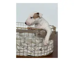 4 Bull Terrier puppies with AKC papers for sale