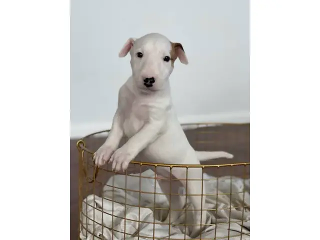 4 Bull Terrier puppies with AKC papers for sale - 3/13