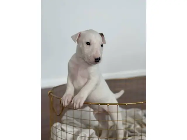 4 Bull Terrier puppies with AKC papers for sale - 4/13