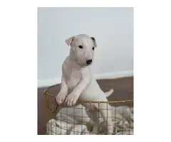 4 Bull Terrier puppies with AKC papers for sale - 4