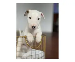 4 Bull Terrier puppies with AKC papers for sale - 6