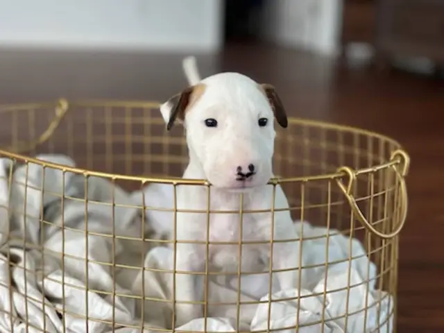 4 Bull Terrier puppies with AKC papers for sale - 8/13
