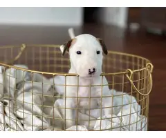 4 Bull Terrier puppies with AKC papers for sale - 8