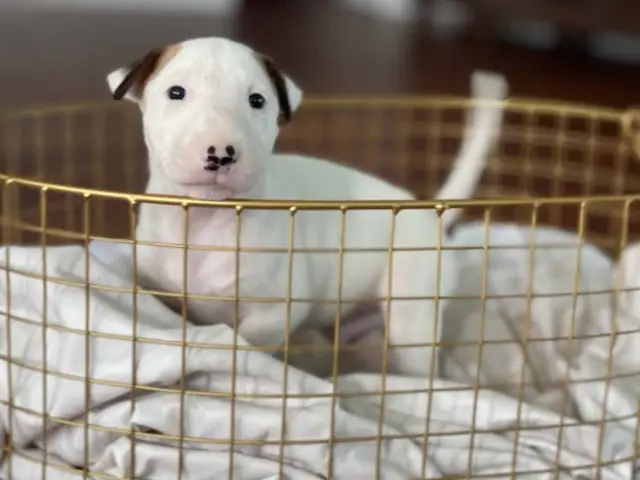 4 Bull Terrier puppies with AKC papers for sale - 9/13