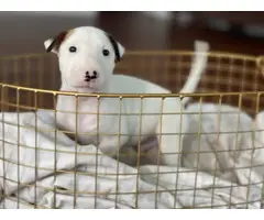 4 Bull Terrier puppies with AKC papers for sale - 9