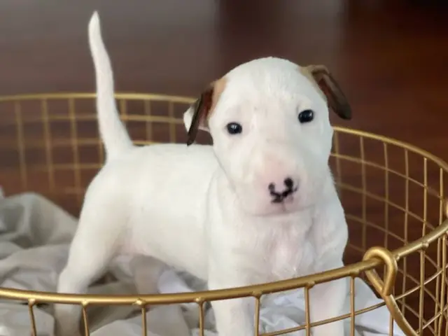 4 Bull Terrier puppies with AKC papers for sale - 10/13
