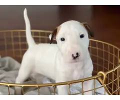 4 Bull Terrier puppies with AKC papers for sale - 10