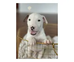 4 Bull Terrier puppies with AKC papers for sale - 11