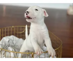 4 Bull Terrier puppies with AKC papers for sale - 12