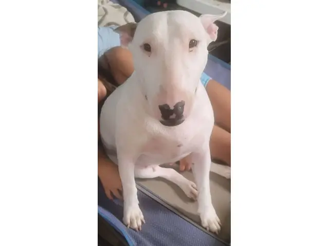 4 Bull Terrier puppies with AKC papers for sale - 13/13
