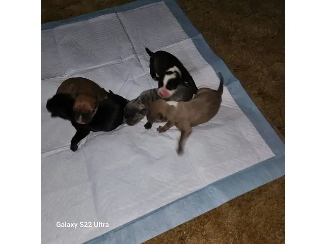 5 American Bandogge puppies available - 1/5
