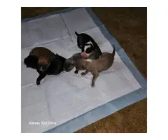 5 American Bandogge puppies available