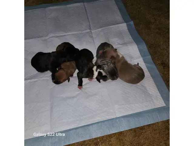 5 American Bandogge puppies available - 2/5