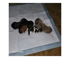 5 American Bandogge puppies available - 2
