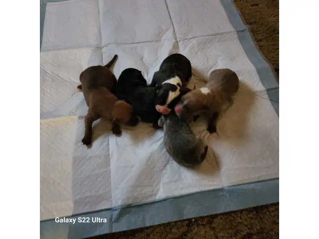 5 American Bandogge puppies available - 3/5