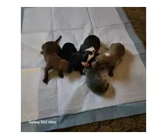 5 American Bandogge puppies available - 3