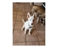 4-month-old pure white Siberian Husky puppy