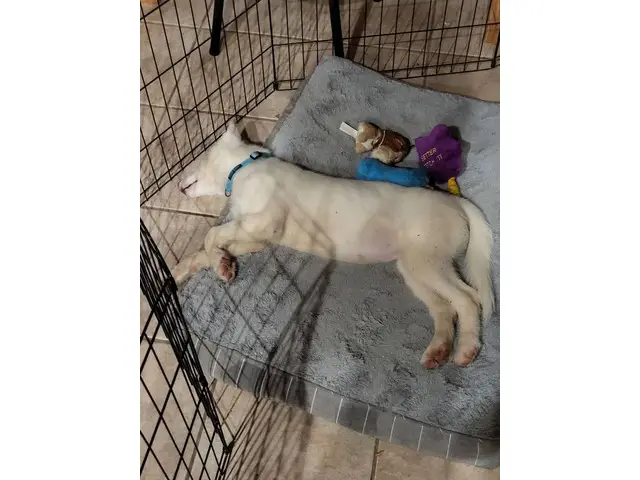 4-month-old pure white Siberian Husky puppy - 2/6