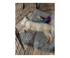 4-month-old pure white Siberian Husky puppy - 2