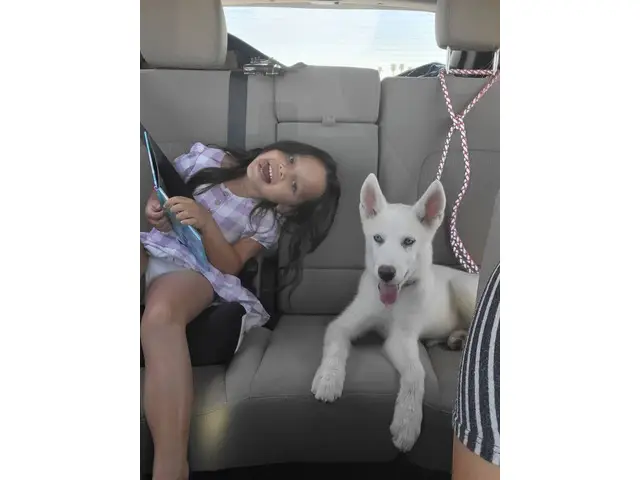 4-month-old pure white Siberian Husky puppy - 3/6