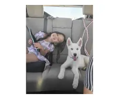 4-month-old pure white Siberian Husky puppy - 4