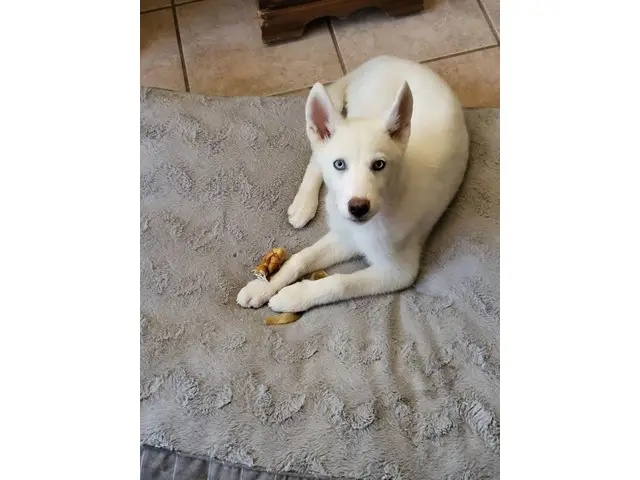 4-month-old pure white Siberian Husky puppy - 5/6