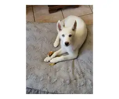 4-month-old pure white Siberian Husky puppy - 5