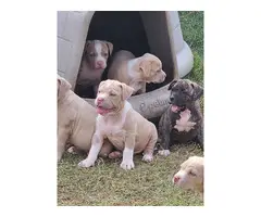5 ABKC registered American Bully puppies for sale
