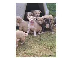 5 ABKC registered American Bully puppies for sale - 3