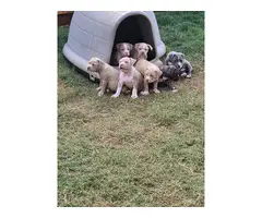 5 ABKC registered American Bully puppies for sale - 4