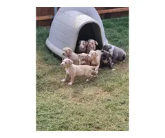 5 ABKC registered American Bully puppies for sale - 5