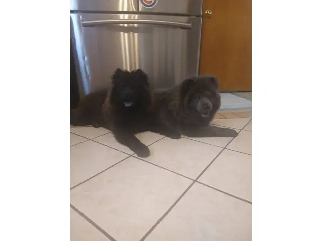 2 Purebred Chow Chow puppies for sale - 2/4