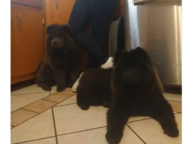 2 Purebred Chow Chow puppies for sale - 4/4