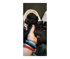 3 Teacup Chihuahua puppies available