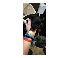 3 Teacup Chihuahua puppies available - 4