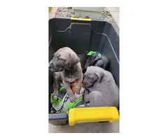 Black and blue Great Dane puppies for sale